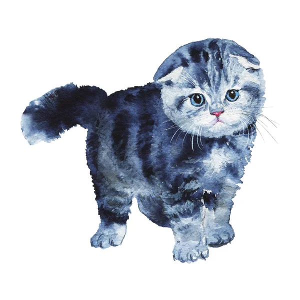 水彩苏格兰折叠小猫 — 图库照片