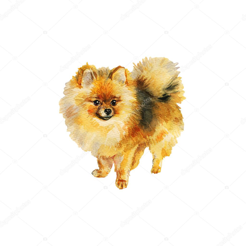 Watercolor spitz dog