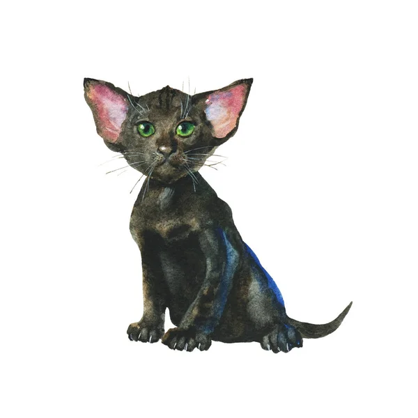 Akvarel černá kotě — Stock fotografie