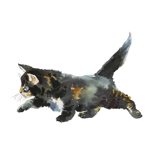 Akvarel chodící kotě — Stock fotografie