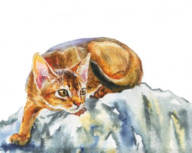 Suluboya abyssinian kedisi. El beyaz arka plan üzerinde güzel kısa saç evcil hayvan çizilmiş. Resim hayvan illüstrasyon