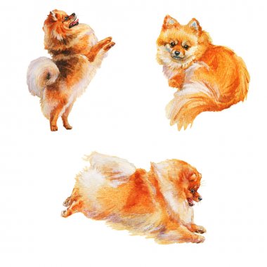 Pomeranian spitz köpeklerin suluboya seti. Beyaz arka plan üzerinde el çizilmiş gerçekçi evcil hayvanlar. Resim hayvan illüstrasyon
