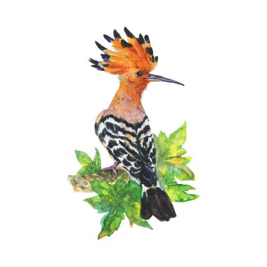 Dalda suluboya hoopoe. Beyaz arka plan üzerinde elle çizilmiş kuş. Resim ornitolojik illüstrasyon