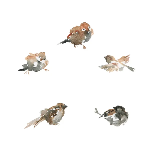 Akvarell Handritad Fågel Vit Bakgrund Målning Ornitologisk Illustration — Stockfoto