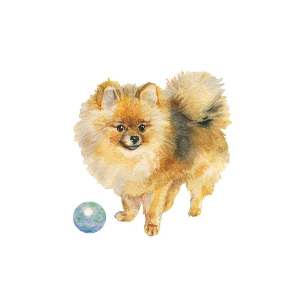 Aquarel Pommeren Spitz Met Een Bal Hand Getekende Realistische Hond — Stockfoto