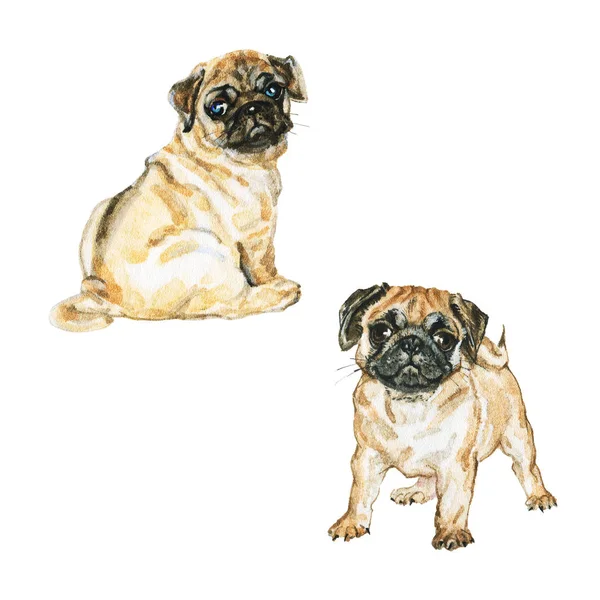 Акварельный Набор Мопсов Ручной Рисунок Реалистичных Собак Белом Фоне Рисунок — стоковое фото