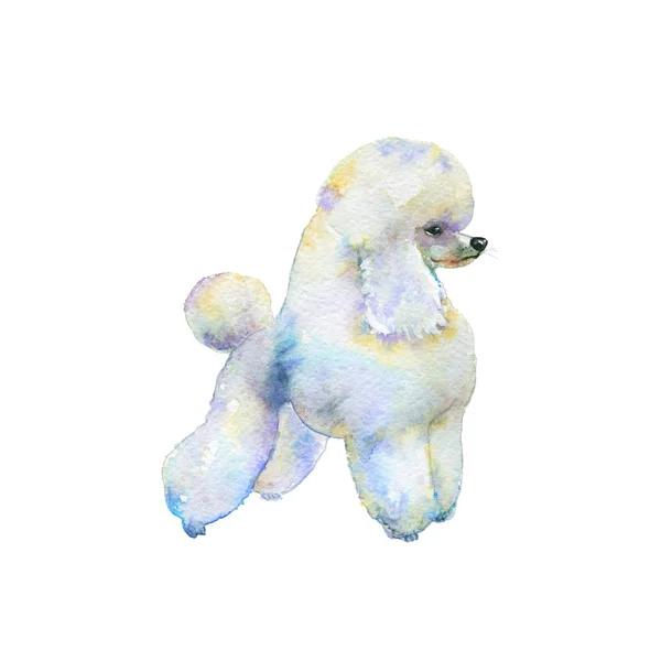 Akwarela pudel pies — Zdjęcie stockowe