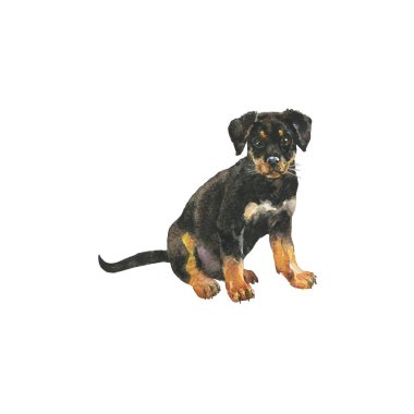 Suluboya rottweiler köpek yavrusu. Beyaz arka plan üzerinde el çizilmiş gerçekçi köpek portresi. Resim pet illüstrasyon