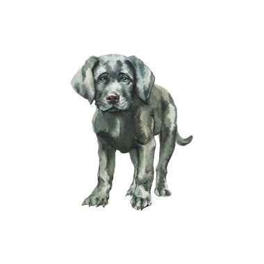 Suluboya labrador yavrusu. Beyaz arka plan üzerinde el çizilmiş gerçekçi köpek portresi. Resim pet illüstrasyon