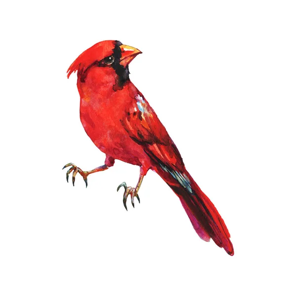 Cardenal Acuarela Pájaro Dibujado Mano Sobre Fondo Blanco Pintura Ilustración —  Fotos de Stock