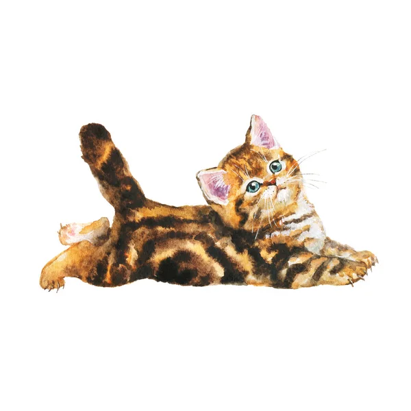 수채화 얼룩 태비 새끼 고양이 — 스톡 사진