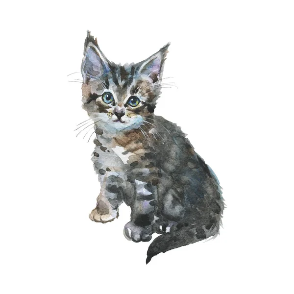Suluboya gri kedi yavrusu. El beyaz arka plan üzerinde kabarık kedi oturan çizilmiş. Resim hayvan illüstrasyon