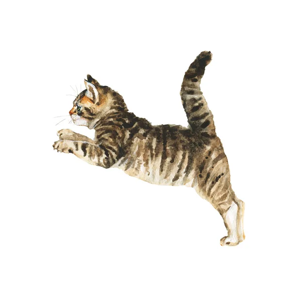 水彩斑点小猫 在白色背景上绘制跳跃的猫 画动物插图 — 图库照片