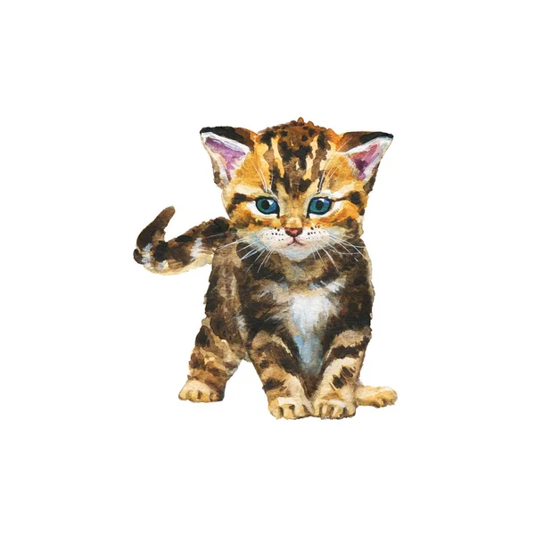 Lekeli tekir kedi yavrusuboyama. Beyaz arka plan üzerinde el çizilmiş gerçekçi kedi. Suluboya hayvan illüstrasyon