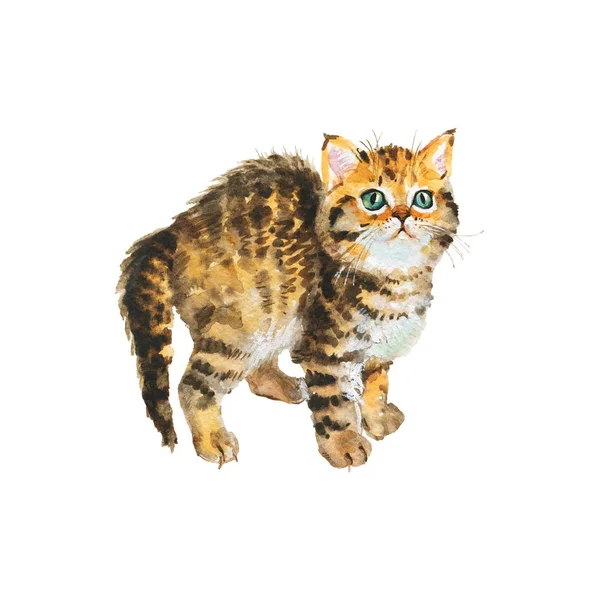 Watercolor Blotched Tabby Kitten Hand Realistic Cat White Background Painting — Stock Photo, Image
