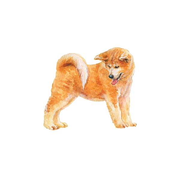 水彩画秋田 白い背景に手描きのリアルな犬の肖像画 ペットイラストの塗装 — ストック写真