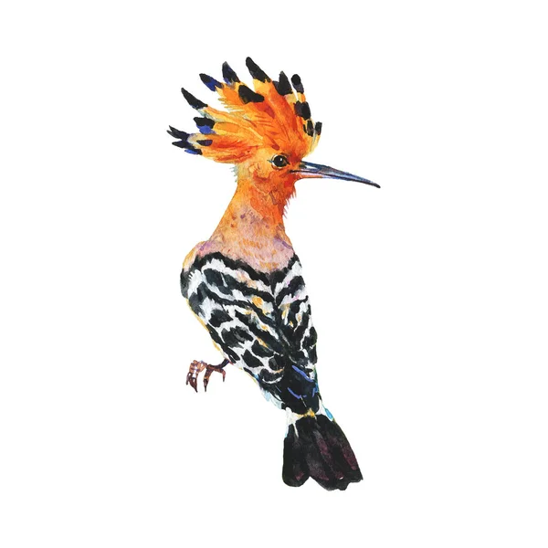 Akvarell Hoopoe Bird — Stockfoto