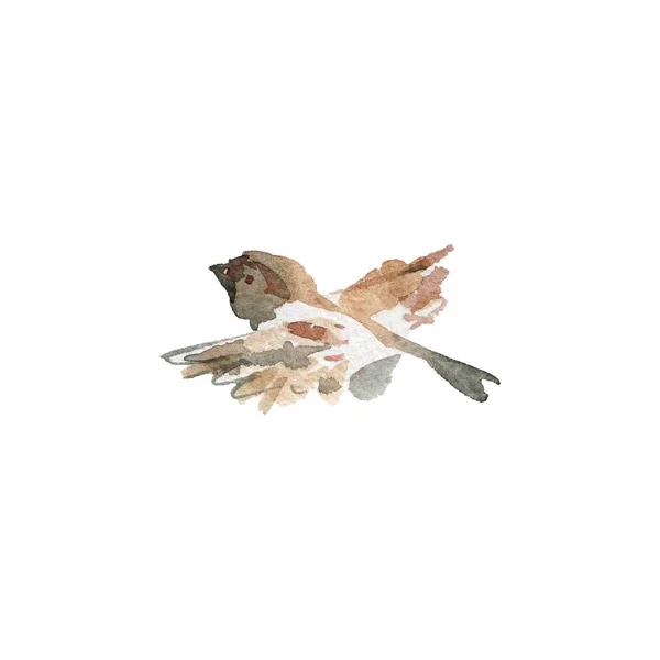 Akvarell Flygande Sparv Handritad Fågel Vit Bakgrund Målning Ornitologisk Illustration — Stockfoto