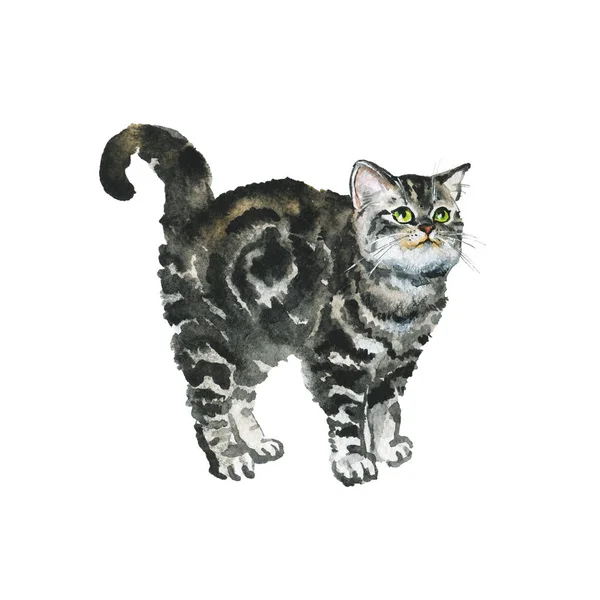 Beyaz arka planda el çizilmiş İngiliz shorthair kedi. Suluboya gri kabarık kedi yavrusu. Resim hayvan illüstrasyon