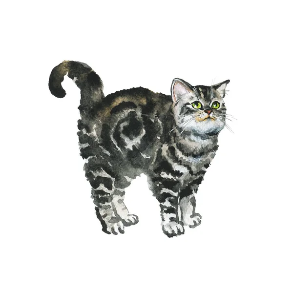 Hand drawn british shorthair cat on white background. Watercolor grey fluffy kitten. Painting animal illustration
