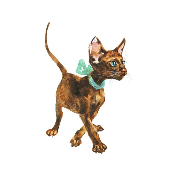Akvarell Orientalisk Katt Med Rosett Handritade Kort Hår Kattunge Vit — Stockfoto