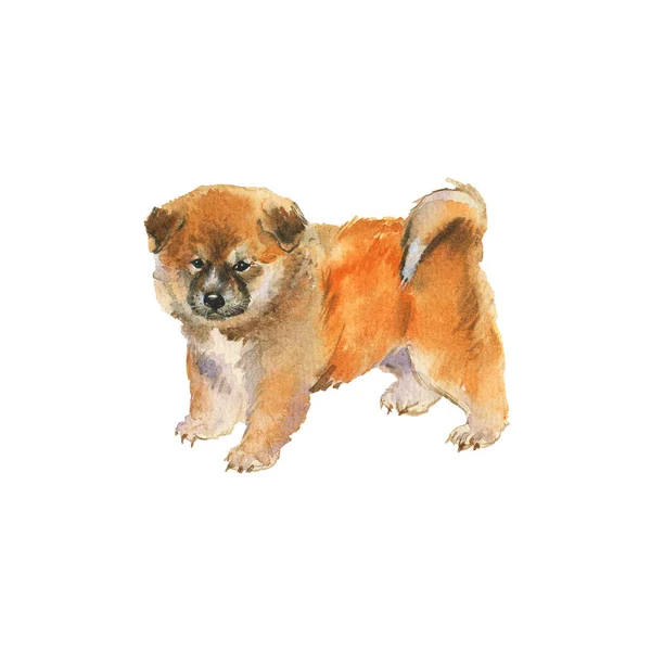 水彩秋田小狗 手绘逼真的狗肖像 在白色背景上绘制宠物插图 — 图库照片
