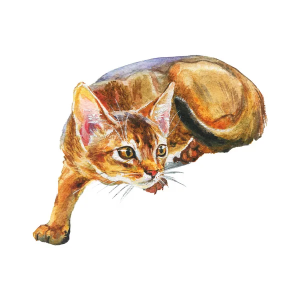 Watercolor abyssinian cat. Hand drawn short hair pet on white background. Painting animal illustration