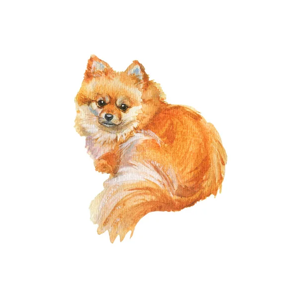 Aquarela Sentada Spitz Pomerano Retrato Cão Realista Desenhado Mão Sobre — Fotografia de Stock