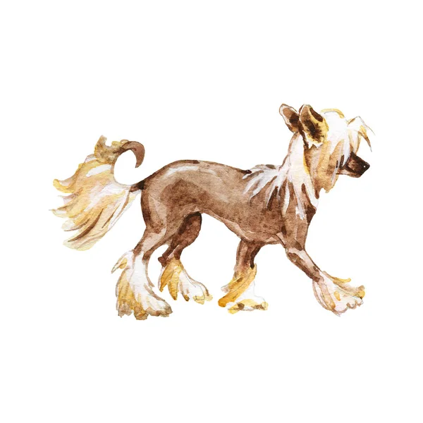 Pintura Chinês Crista Cão Retrato Animal Estimação Realista Desenhado Mão — Fotografia de Stock