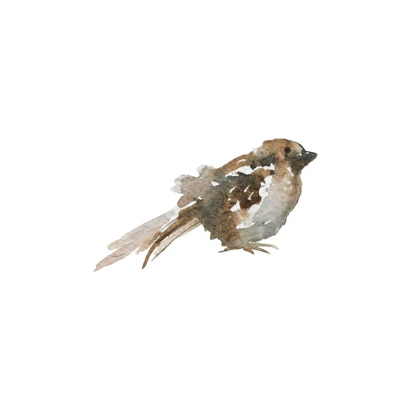 Watercolor Sparrow Sidovy Handritad Fågel Vit Bakgrund Målning Ornitologisk Illustration — Stockfoto