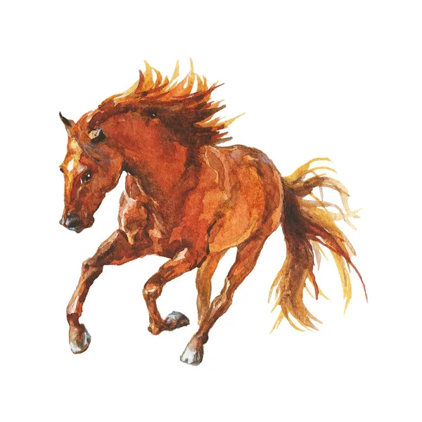 手绘的棕色马跑飞驰 水彩美丽的阿拉伯 纯种的马匹在白色背景 画动物插图 — 图库照片