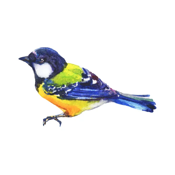 Akvarell Titmouse Handritad Fågel Vit Bakgrund Måleri Realistisk Ornitologisk Illustration — Stockfoto