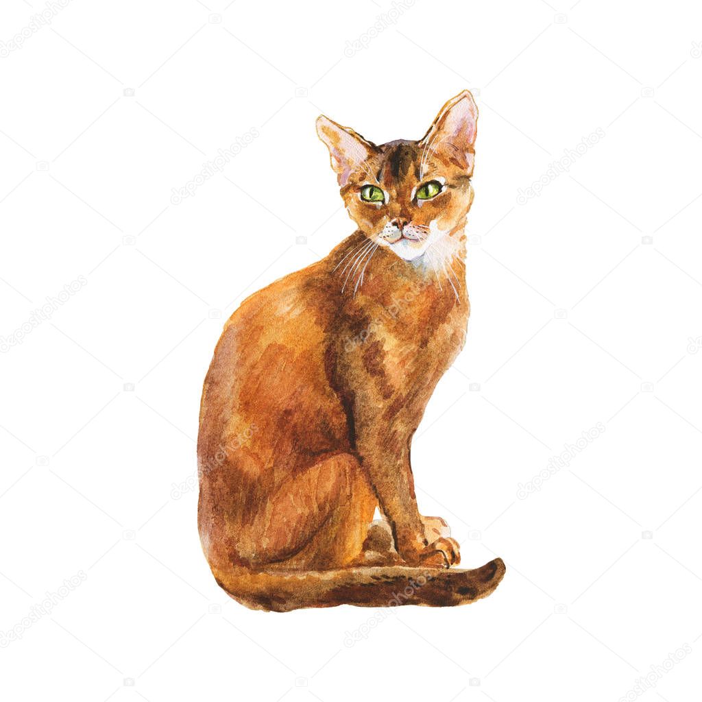 Watercolor abyssinian cat. Hand drawn sitting short hair pet on white background. Painting animal illustration