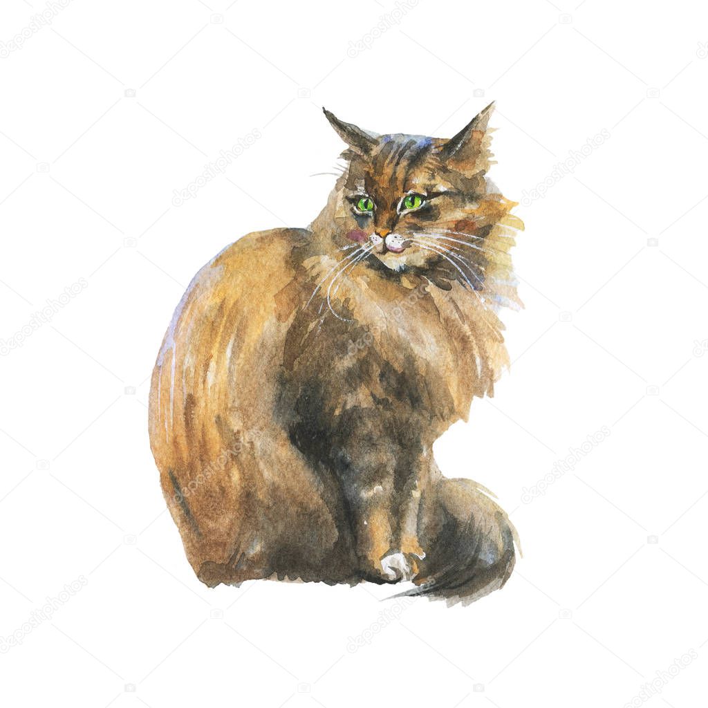Watercolor blotched taby cat. Hand drawn sitting fluffy pet on white background. Painting animal illustration