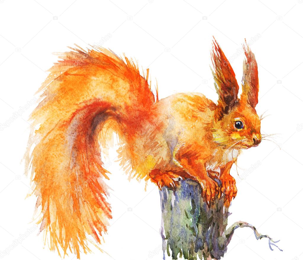 Watercolor squirrel on the tree. Hand drawn cute animal on white background. Painting realistic illustration