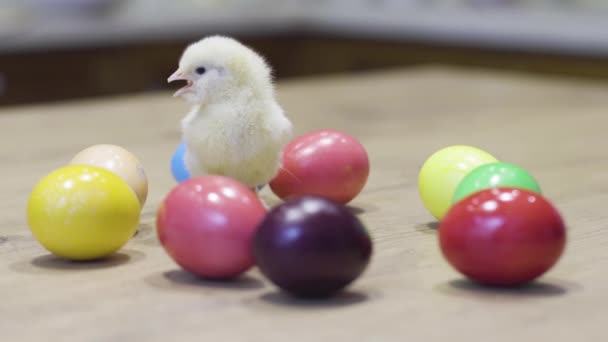 Pollito sentado con huevos de Pascua de colores — Vídeos de Stock