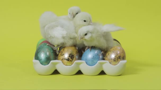 Pollito sentado sobre huevos de Pascua de colores sobre fondo amarillo — Vídeos de Stock