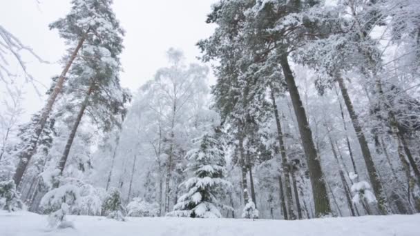 Jeune couple de famille amoureux jouer rattrapage sur la date dans la forêt — Video