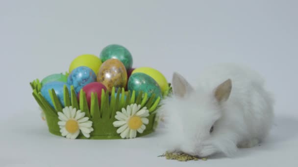 Veselé Velikonoce bunny na bílém pozadí s barevnými vejce v hnízdě