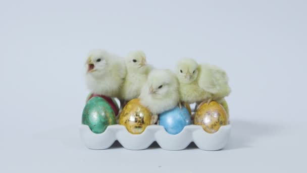 Цыпленок сидит на цветных пасхальных яиц на белом фоне — стоковое видео