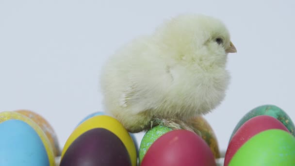 Pollito sobre fondo blanco con huevos de colores sobre fondo blanco — Vídeos de Stock