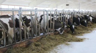 Günlüğü çiftliğinde inek besleme