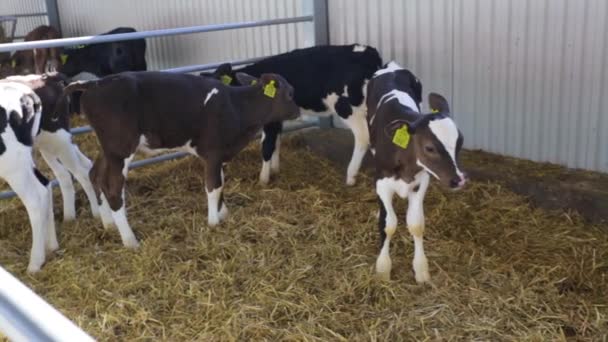 Terneros y vacas que se alimentan en la granja del diario — Vídeo de stock