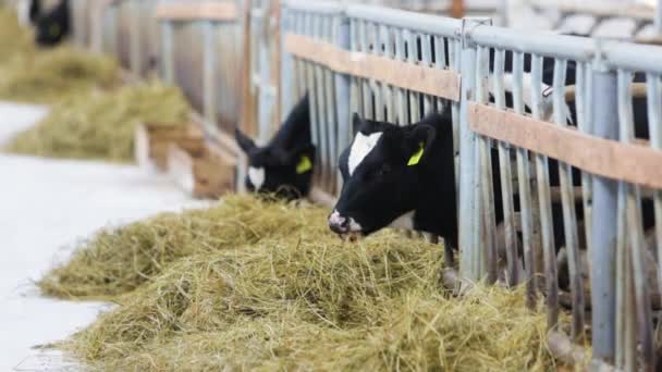 Terneros y vacas que se alimentan en la granja del diario — Vídeos de Stock