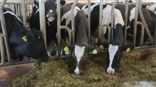 Terneros y vacas blancas y negras que se alimentan en la granja del diario — Vídeo de stock