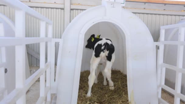 Terneros y vacas pequeñas alimentándose en la granja del diario — Vídeos de Stock