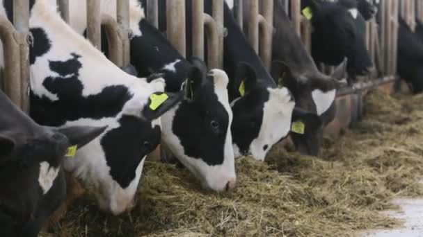 Tehenek egy farmon. Tejhasznú tehenek egy gazdaságban. — Stock videók