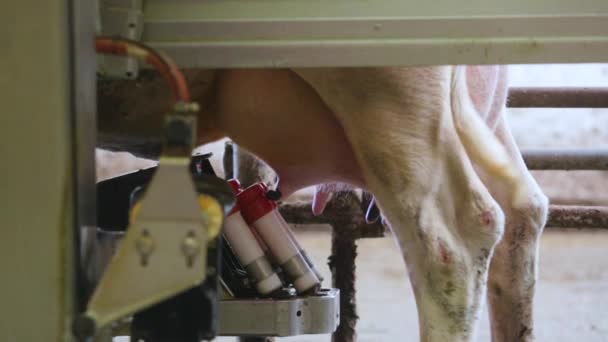Zautomatyzowane krowa dojenie na farmie technologicznych — Wideo stockowe