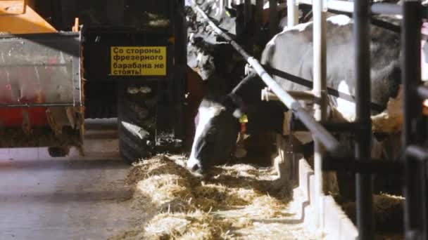 Alimentação de vacas na fazenda com distribuidor de alimentos automatizado — Vídeo de Stock