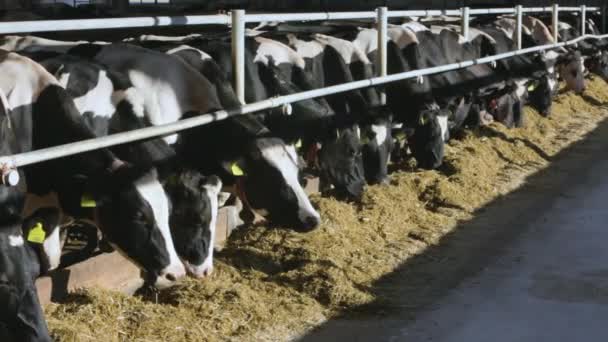 Voeding van koeien op boerderij — Stockvideo